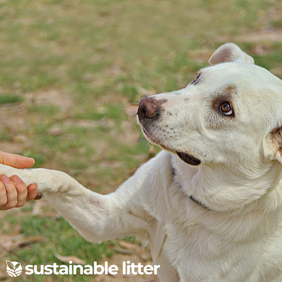 Embracing Calmness: Hemp Oil for Your Pet's Anxiety and Stress during Fireworks