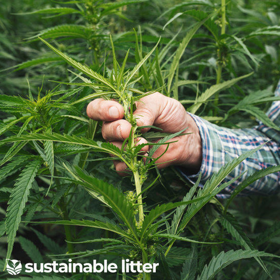 Harnessing the Green Power: Hemp's Positive Impact on Our Planet